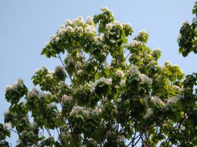 楸樹什么時候開花？