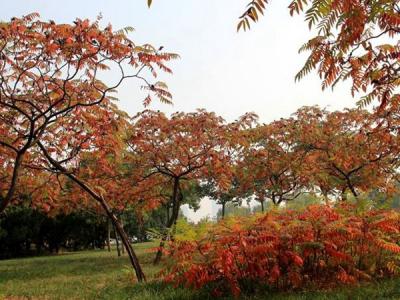 火炬樹(shù)小苗價(jià)格