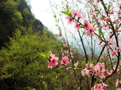 山桃什么時(shí)候開花，什么時(shí)候賞花效果好